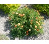 Лапчатка кустарниковая Хоплейс Оранж (Hopleys Orange) С2